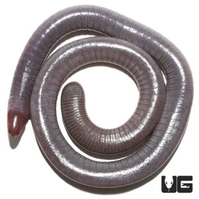  Caecilian: Een Mythische Ondergrondse Bewoner met Ongelijk Bijzonder Vroege Ontwikkeling!