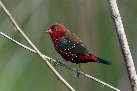  Cardinal: Een Vogel Met De Vuurrode Kleur Van De Morgenzon En De Zangkunsten Van Een Nachtegaal!