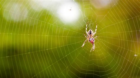  Crab Spiders: Are These Eight-Legged Hunters Masters of Camouflage and Deception?