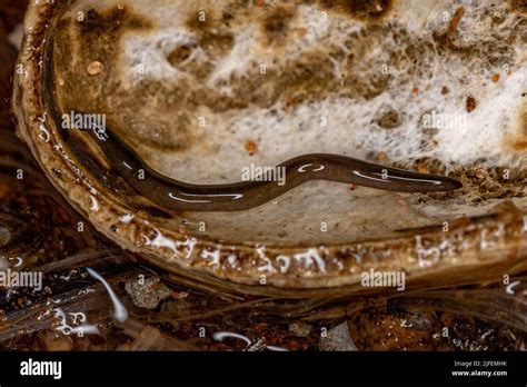  Geoplanidae: Een Kleine Landworm met een Grote Persoonlijkheid!