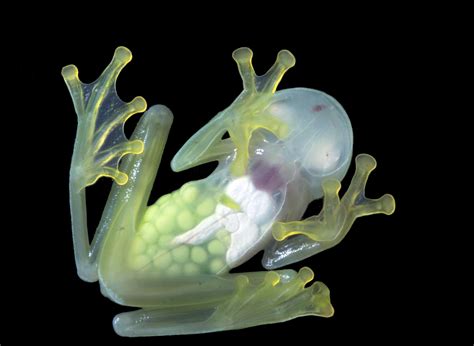  Glass Frog: Een Ampfibie met Doorzichtige Buik die zich Versmelt Met zijn Omgeving!