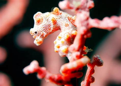  Joustersponge: Een Meester van Camouflering die zich Door de Oceaan Gleidt!