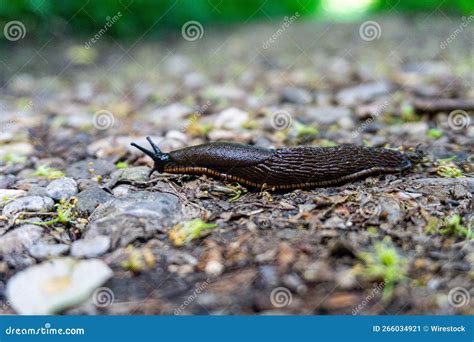  Limax: Een Slijmer die zich Voedt met Bodemberotting en Verdwijnt in de Schaduw van een Boom!