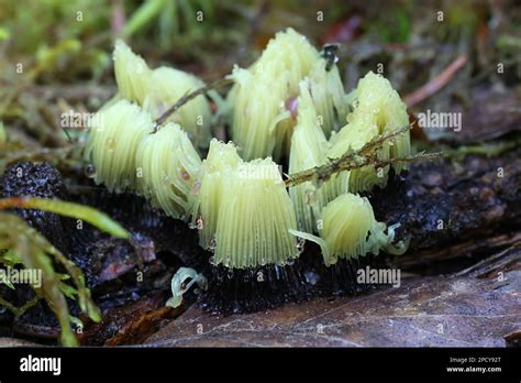  Myxomycete: Een Slijmschimmel die Overleeft met de Geur van Ontbinding!