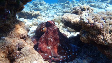 Octopus: een meester in camouflage met de elegantie van een onderwaterballerina!