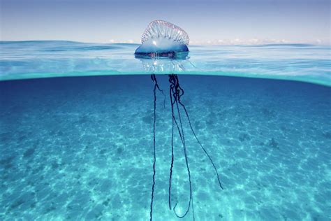  Portugese Man-of-War: Een Gelukkig Koloniale Bestuurder van Open Oceaan!