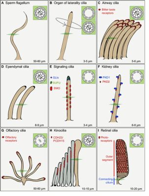 Rhodonema: Een kleurrijk Ciliaat dat zich voortbeweegt met trilhaarachtige zweepjes!