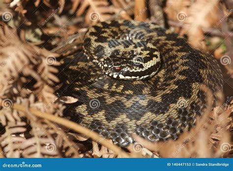  Vipera! Een Slang Die Zich Versteekt In De Zon En Heerst Over Het Grasland Met Zijn Giftige Beten