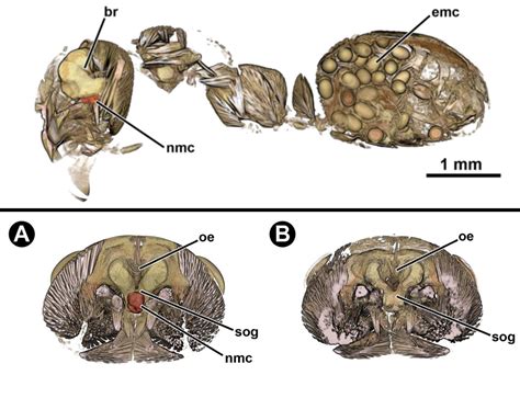  Dicrocoelium dendriticum: Een interne parasiet die de gelukkige reis van een mierenlarve naar de hersenen van een schaap begeleidt!