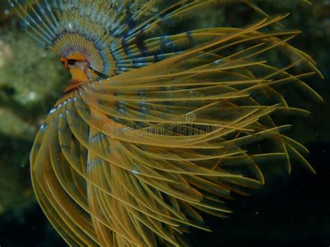  Fanworm! Een Verrassend Wezens Met Glanzende Veerachtige Structuren