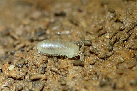  Geoglomeris! Een Diplopode Met Een Onverwachte Liefde Voor Vochtigheid