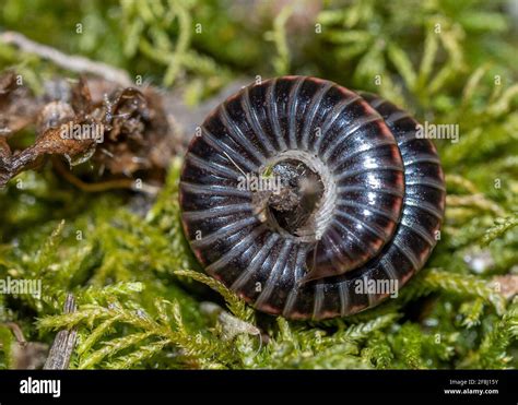  Julida Julidae! Een Millipede Met Meer dan Slechts Tien Pokken en Een Voorkeur voor Vochtig Gras