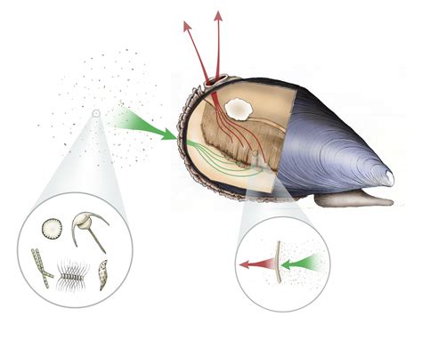  Lamellibranch! Ontdek de verbazingwekkende wereld van deze filtervoedende schelpdieren