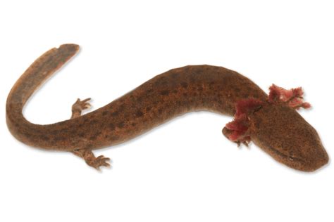  Mudpuppy, Een Amphibie Met De Behendigheid Van Een Gymnast En De Smaak Voor Rust