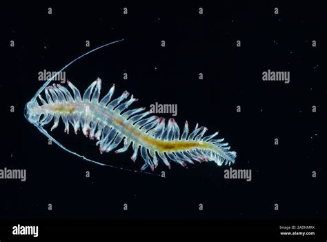  Undulated Polychaete: This Colorful Marine Worm Swims Through Life's Currents Like a Miniature Dragon!