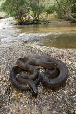  Waterpython! Een sluipende specialist met een verborgen voorliefde voor water