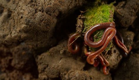  Zootoma - Een Microscopische Wonderwerk Met Een Voorkeur Voor Het Verschlingen Van Andere Wormen!